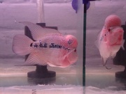 Flower Horn fish for sale