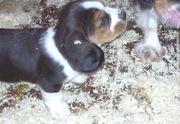 Certified Basset Hound puppies available for sale