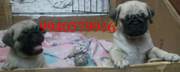 WONDERFULL PUG PUPPIES AVAILABLE AT TOP QUALITY