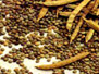 Indian Groundnuts,  Indian Peanuts,  Peanuts India,  Peanut Exporters