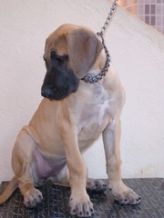 GREATDANE PUPPIES FOR SALE