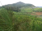 2.20 Acres tea estate for sale in Ooty