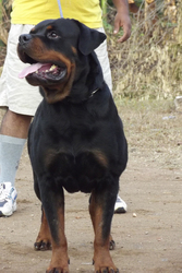 imported rottweiler male for sale