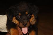 Heavy Size Rottweiler Puppies for sale with KCI certificate