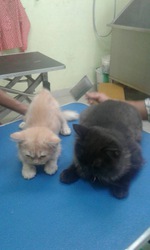 Adult female persian cat and male himalayan cat for sale at rs 16000