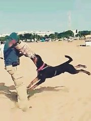 Shekas Dogs International all kinds of dogs training in Chennai
