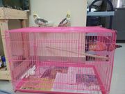 Cockatiel with cage for sale 