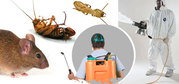 Pest control services for Termites