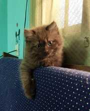 Doll face Persian kittens for sale