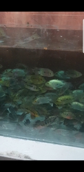 aquarium fish for sale