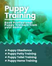 Puppy Training in Chennai