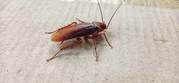 Cockroach Pest Control Chennai