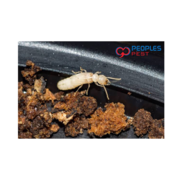 Termite Pest Control Service - People’s Pest Control