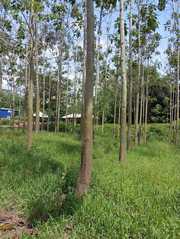 VERY CHEAP AGRI LAND FOR LEASE/JD AT MALAYSIA