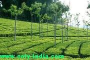 BOOK A TOUR TO THE QUEEN OF HILLS THROUGH OOTY INDIA TOURS