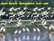 VIEW THE HEAVEN ON EARTH THROUGH KERALA HONEYMOON TOURS